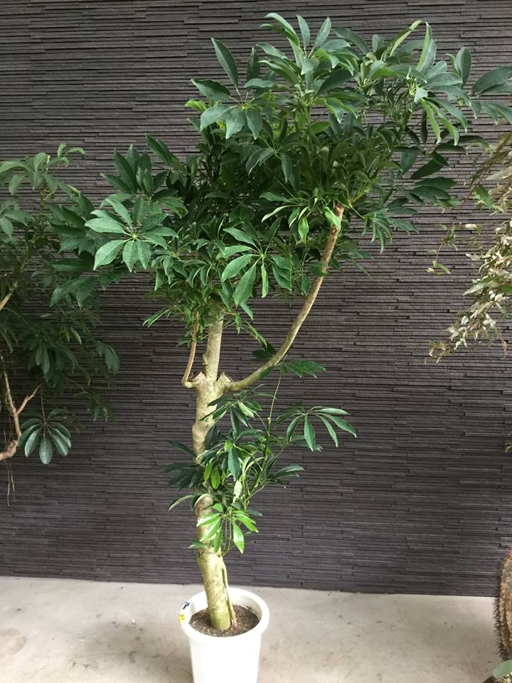 Schefflera