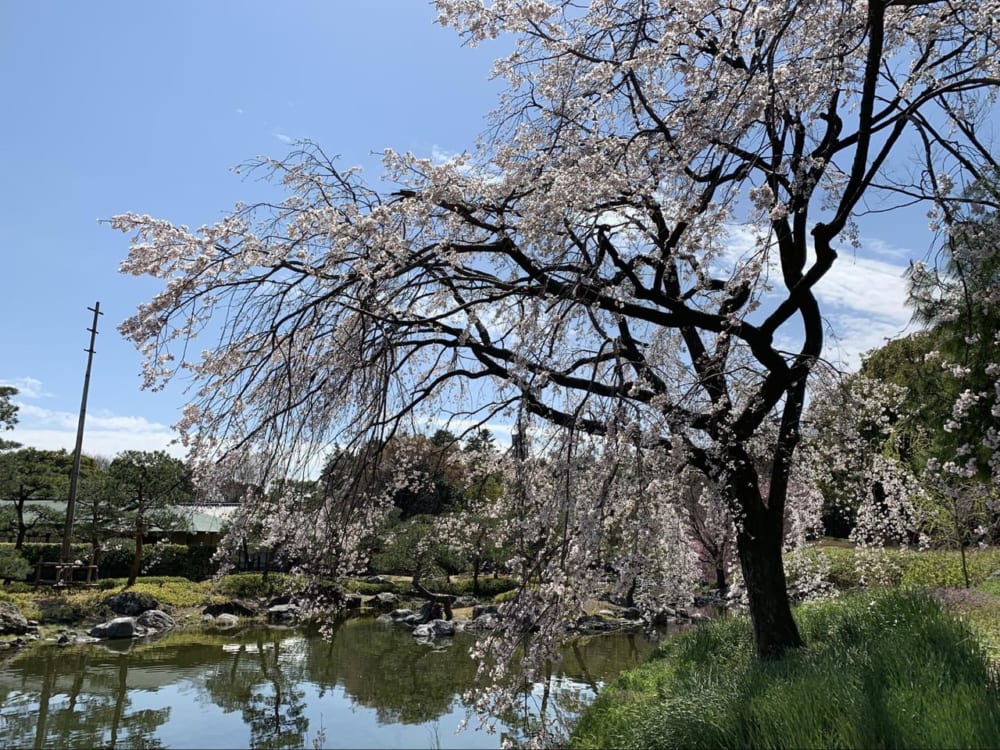 桜