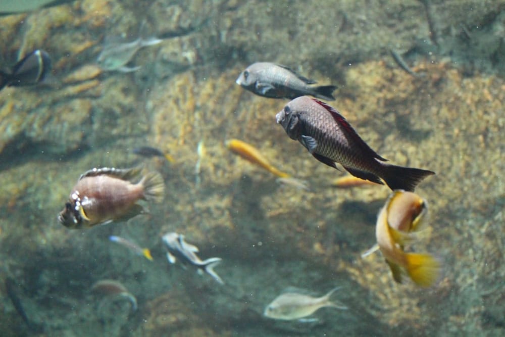 タンガニーカ湖の魚