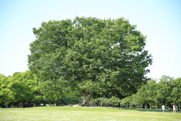 BBQやピクニックにサイクリング！1年中楽しめる総合公園「庄内緑地」