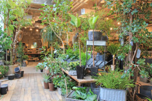 The best place to buy plants in Aichi Prefecture! Recommended Green Shops around Nagoya