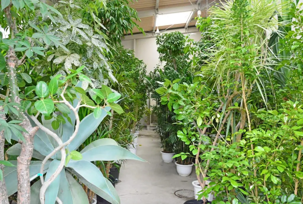 「フタムラグリーン」1,000坪の敷地にストック数3,000鉢以上。ポピュラーからレアな植物まで