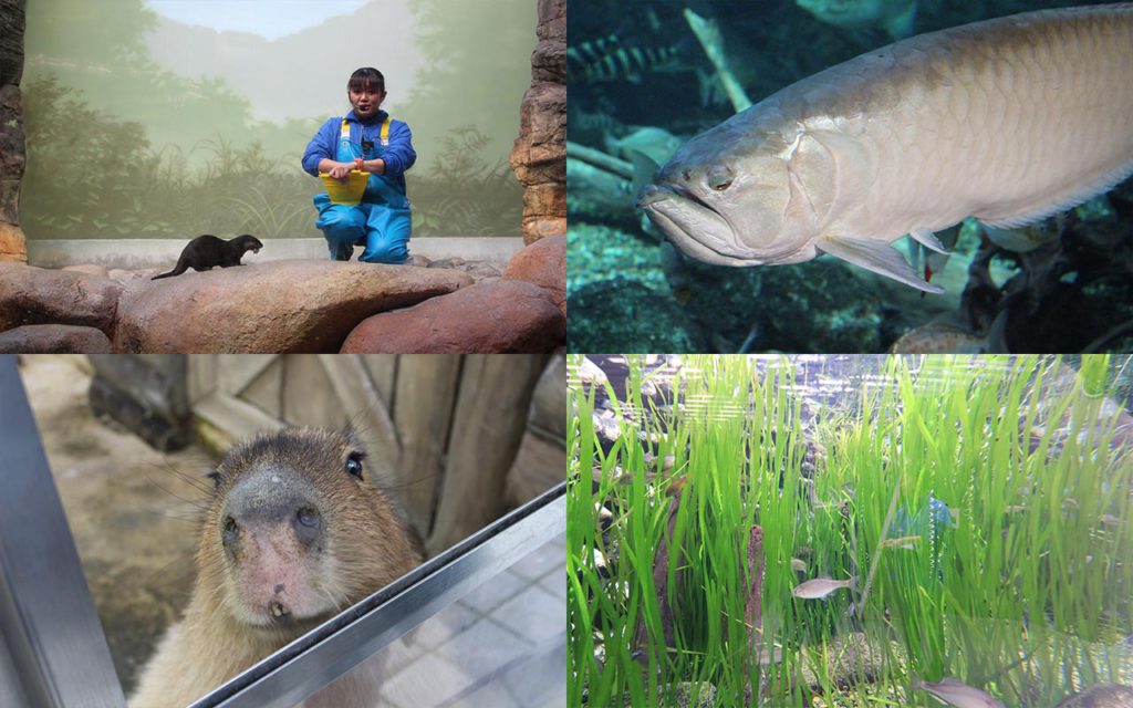 世界中の淡水魚に出会える水族館「アクア・トト ぎふ」