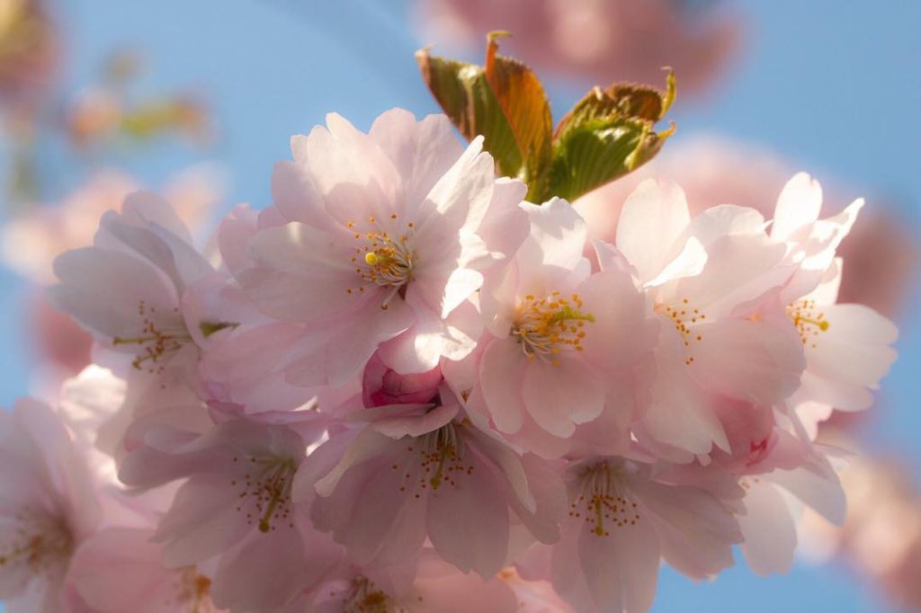 【スウェーデンの暮らし】見ごろは4月下旬！大盛況のうちに幕を閉じたkungsträdgårdenのお花見