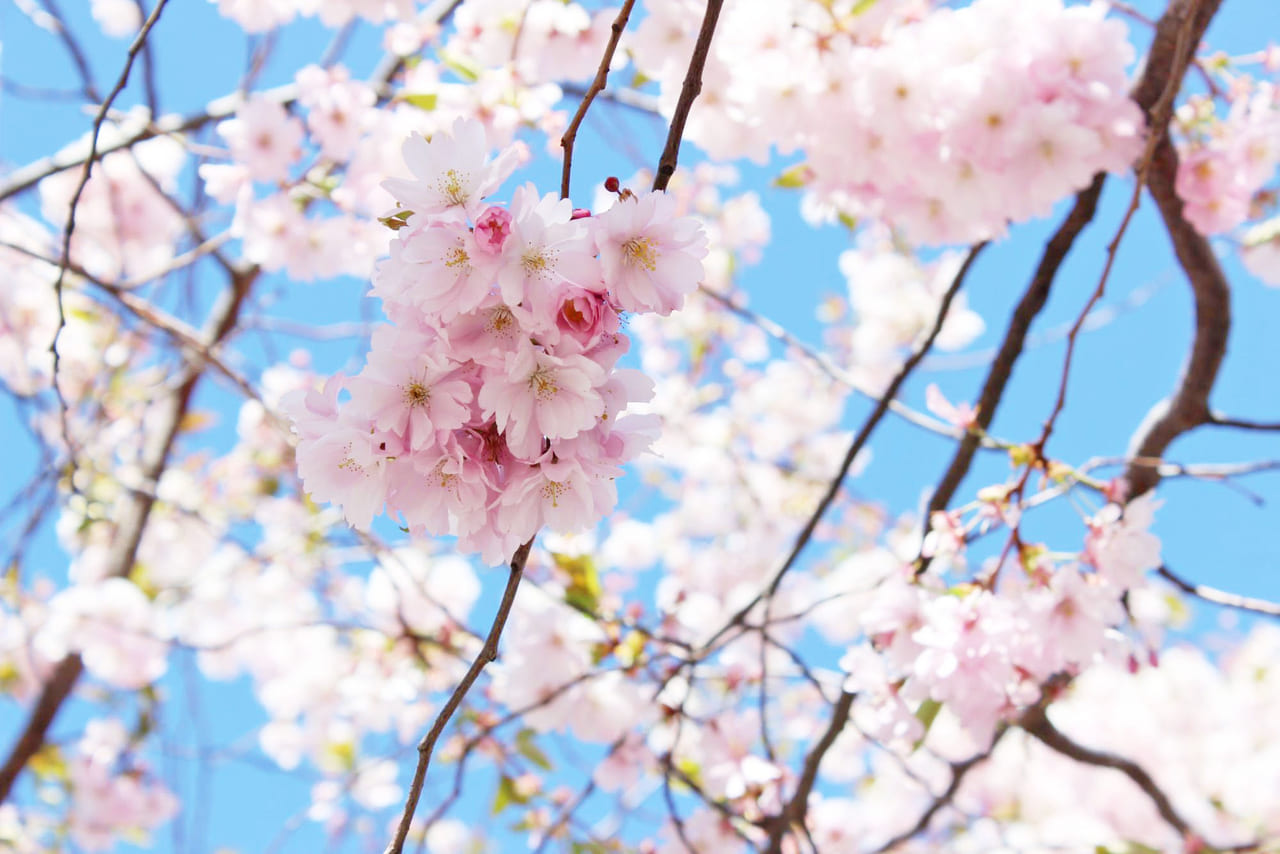 【スウェーデンの暮らし】桜の季節は今！スウェーデンでお花見ならKungsträdgården