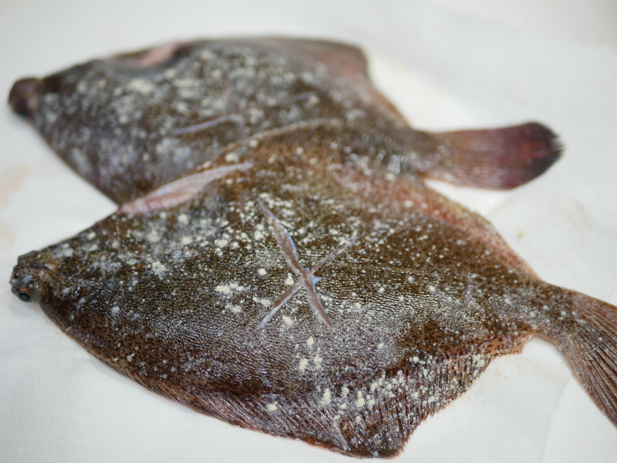 さかな屋のお嫁さん家 6月の食卓 旦那さんからの褒められ さかなごはん ライフデザインズ