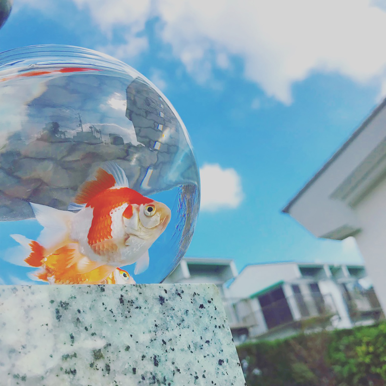 ©️踊る金魚展 / utakokeshi