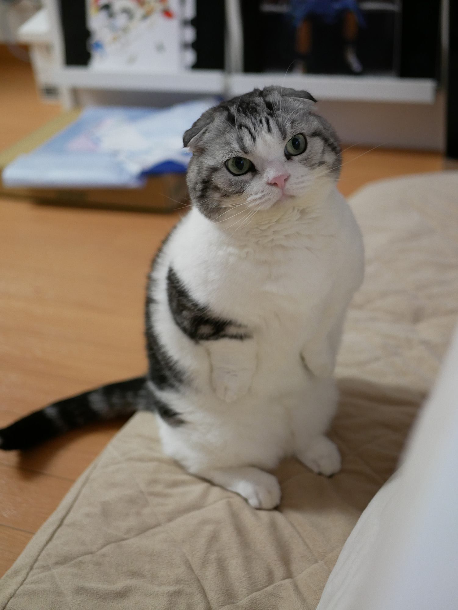 @ねこ休み展 秋 2019 / まぶこ&まぶお