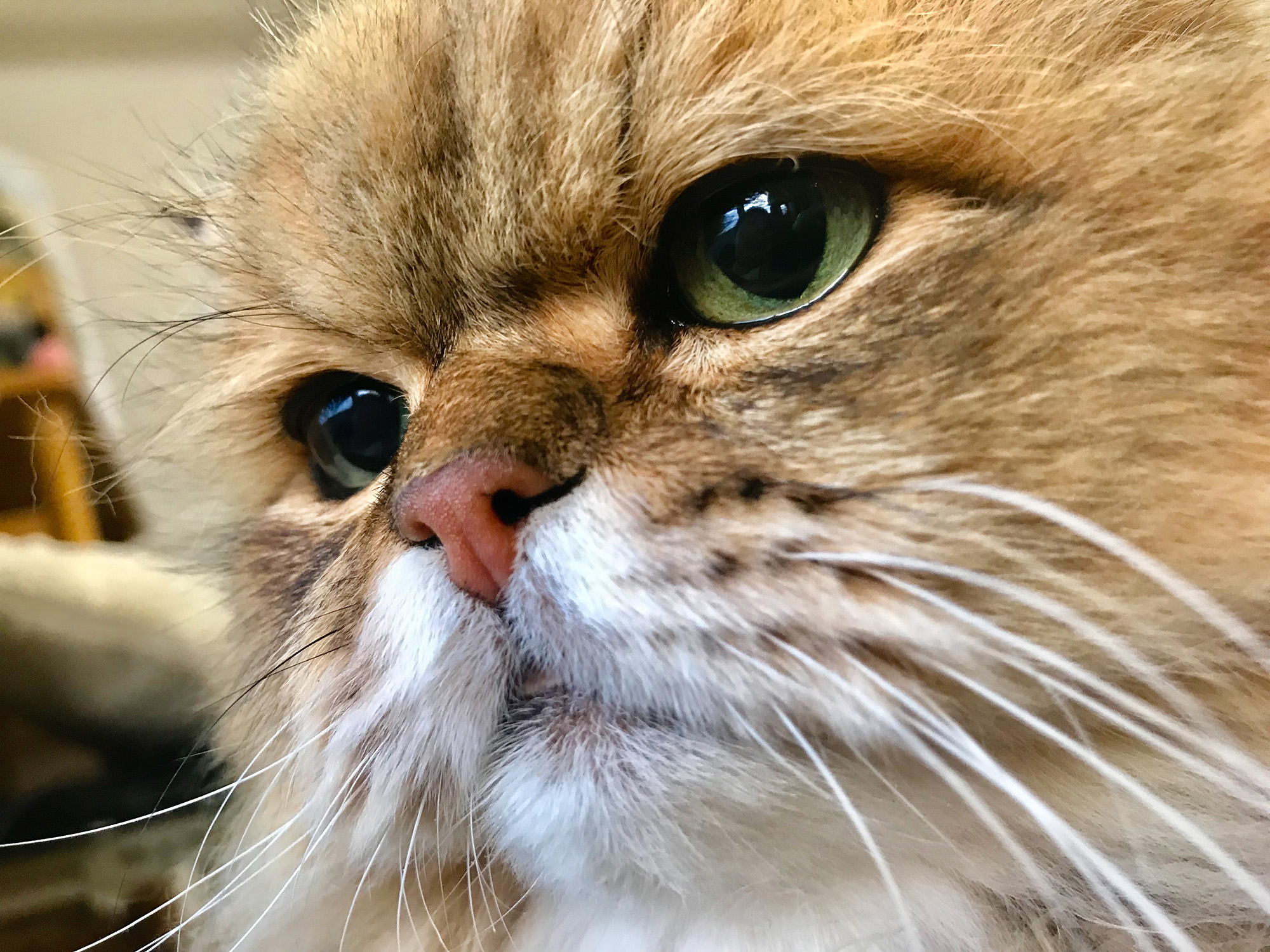 @ねこ休み展 秋 2019 / 牧野直樹