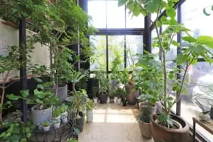 専門店ならではの品ぞろえとサポートが魅力。観葉植物とフェイクグリーンの専門店「Plants Shop Bouquet(プランツショップ・ブーケ)」