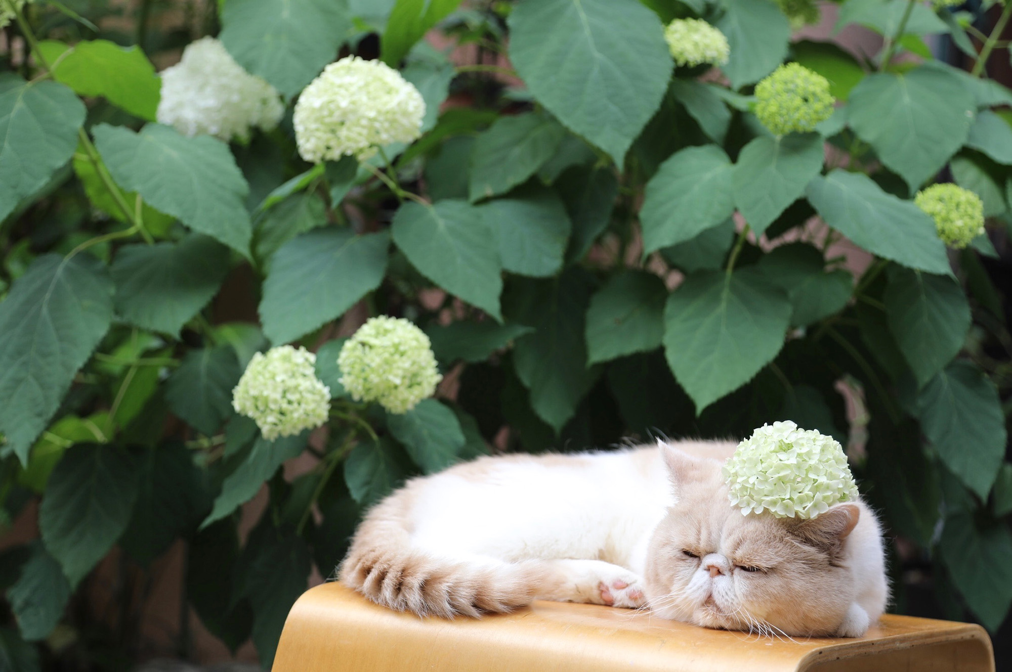 @ねこ休み展 秋 2019 / ネズミイロのネコとバニラ.