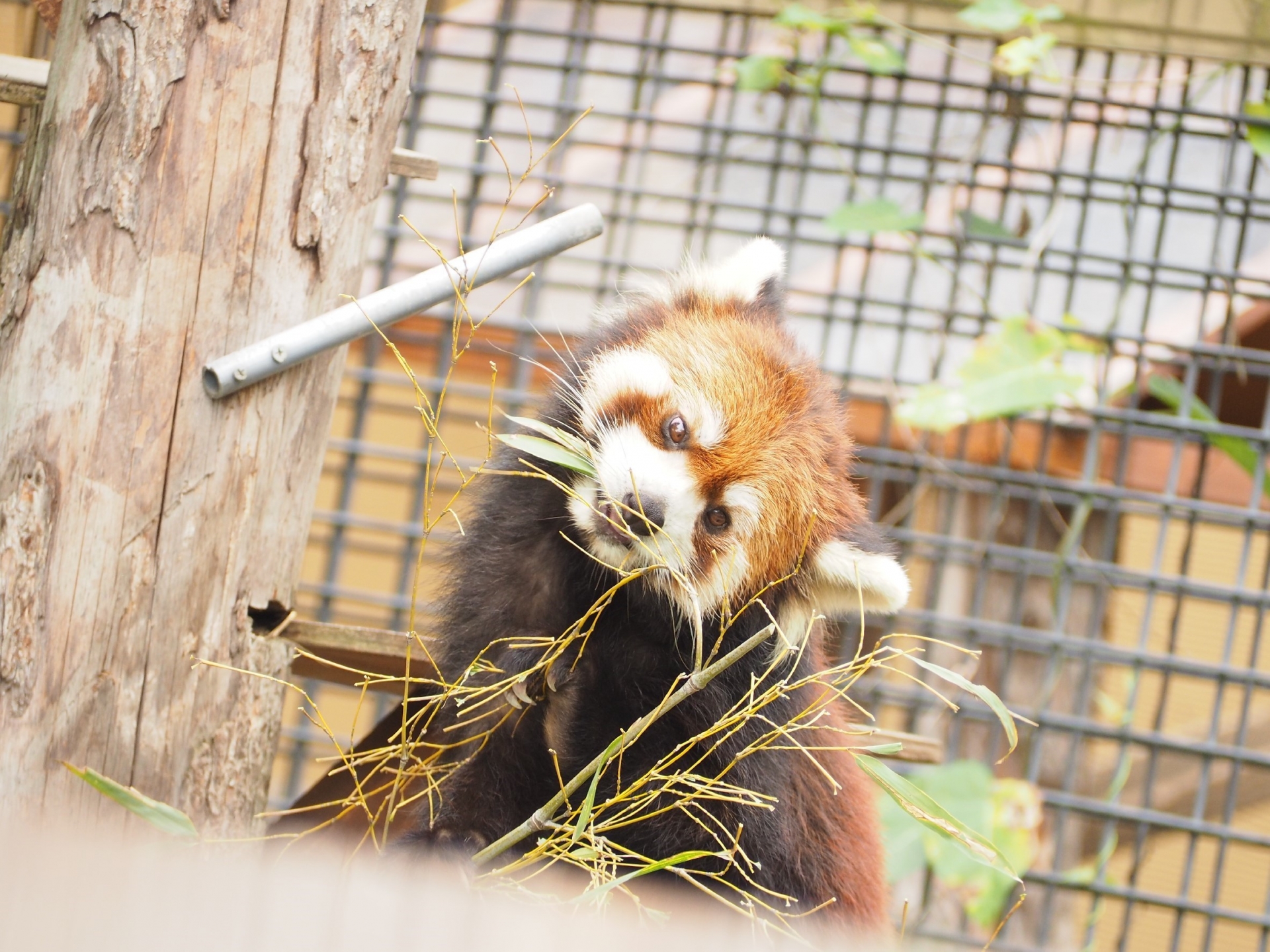 旭山動物園