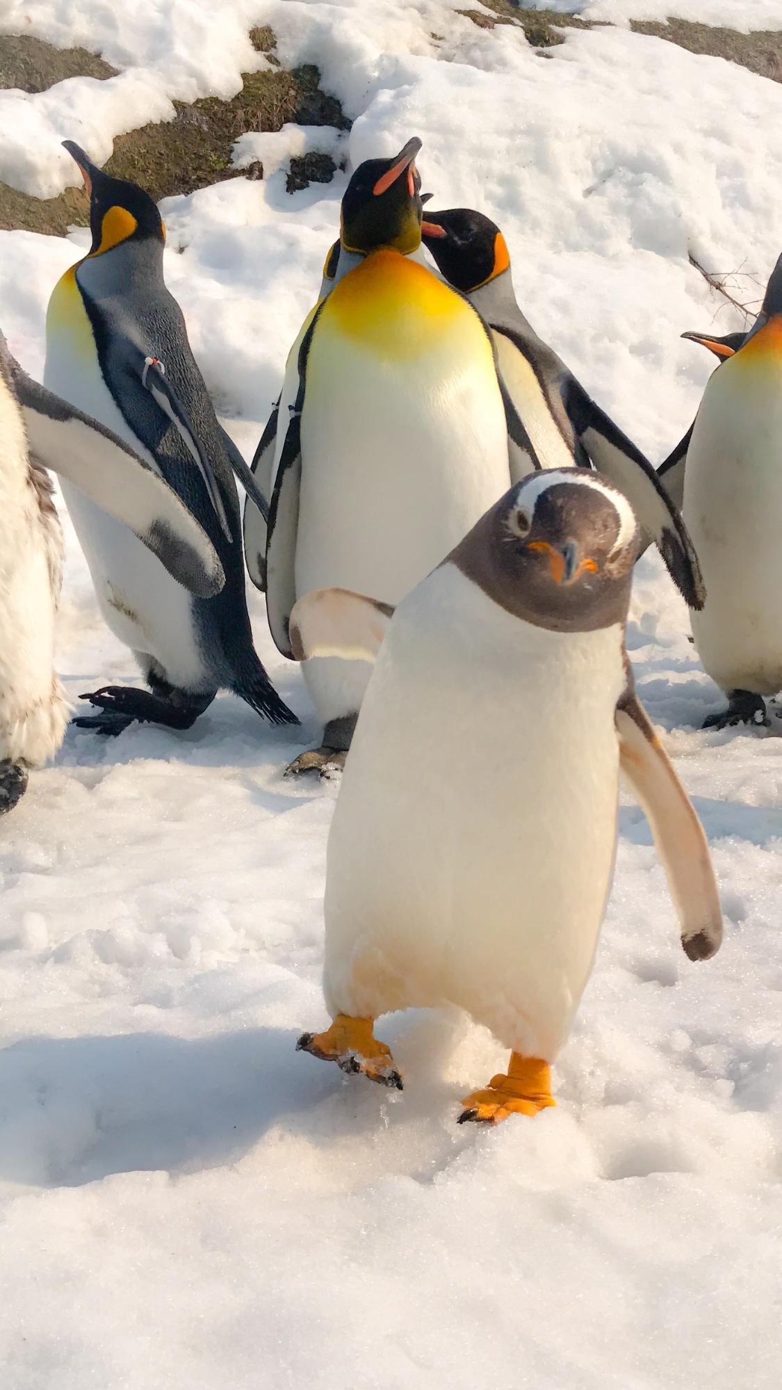 旭山動物園