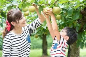 [Tokai area] 15 recommended autumn fruit picking in Aichi, Gifu, Mie and Nagano