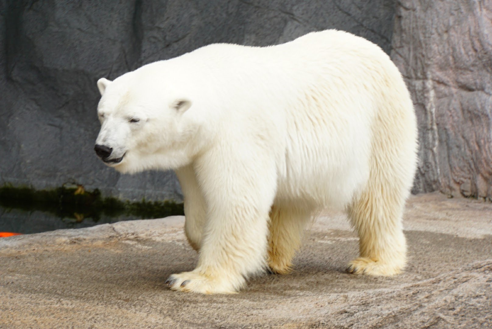 旭山動物園