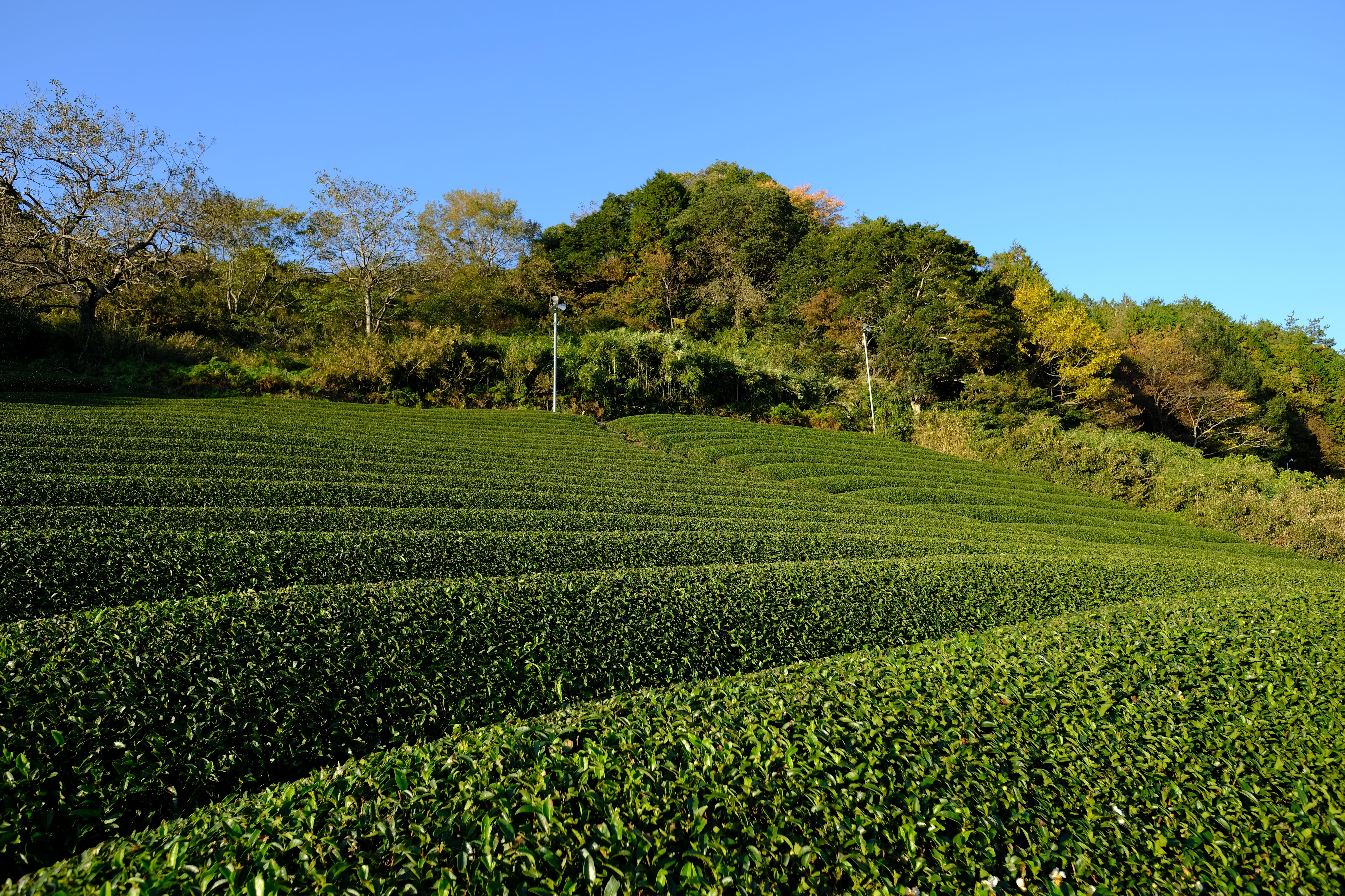 和束町の茶畑