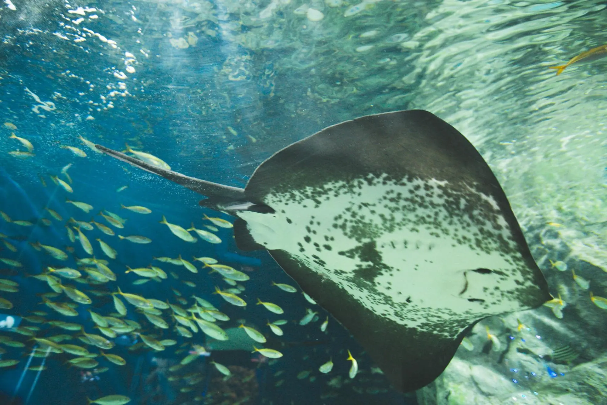 碧南海浜水族館