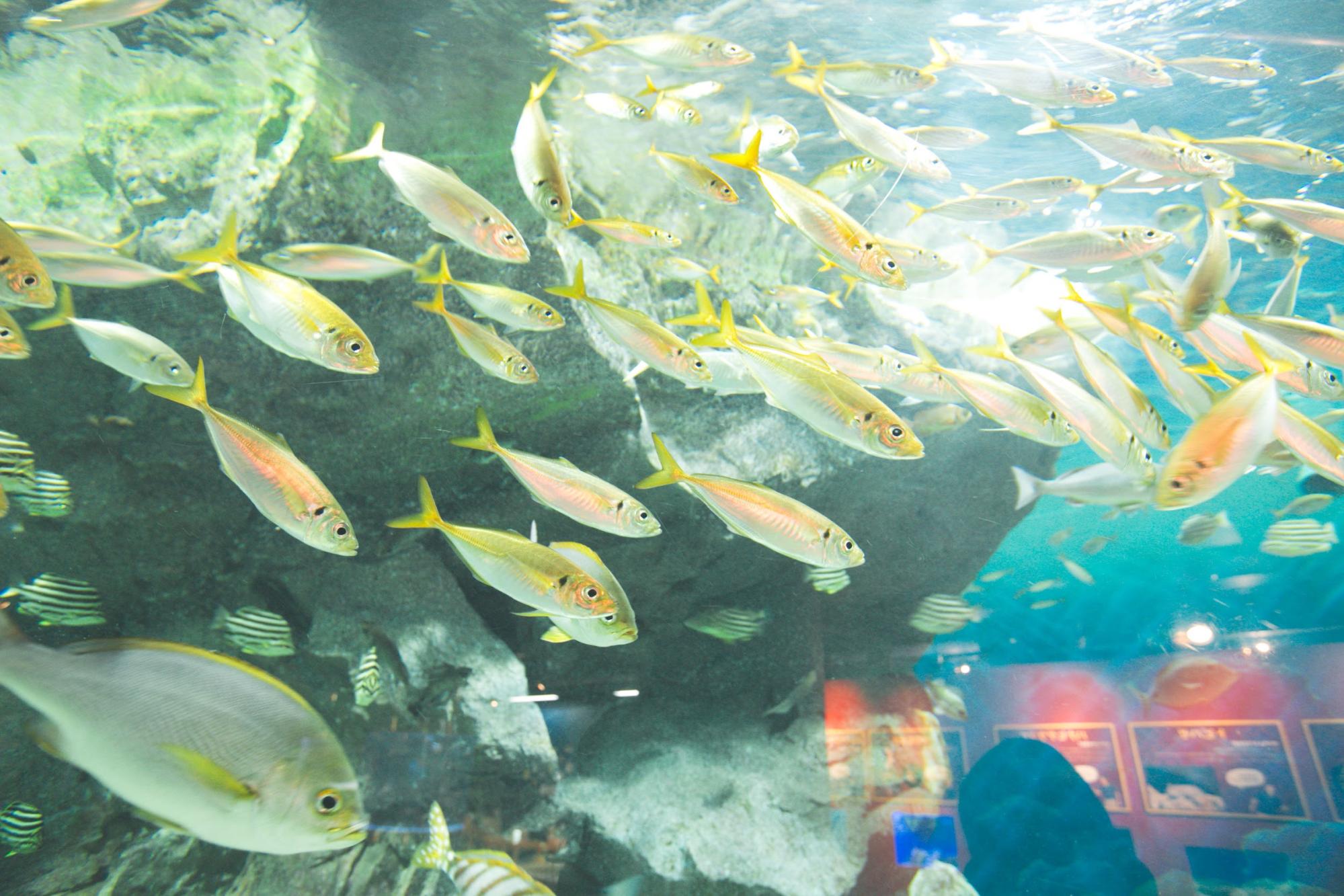 碧南海浜水族館