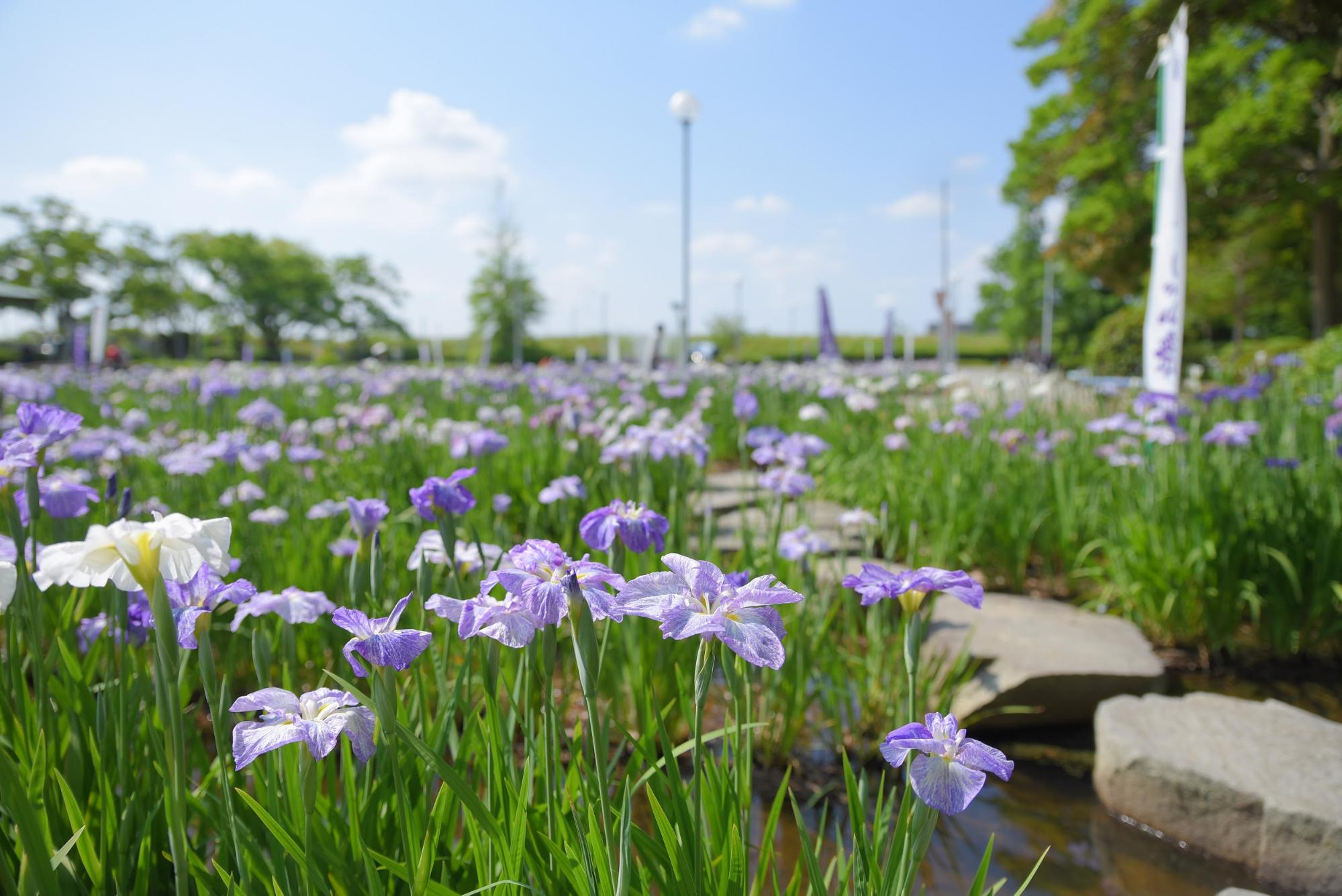 花しょうぶまつり