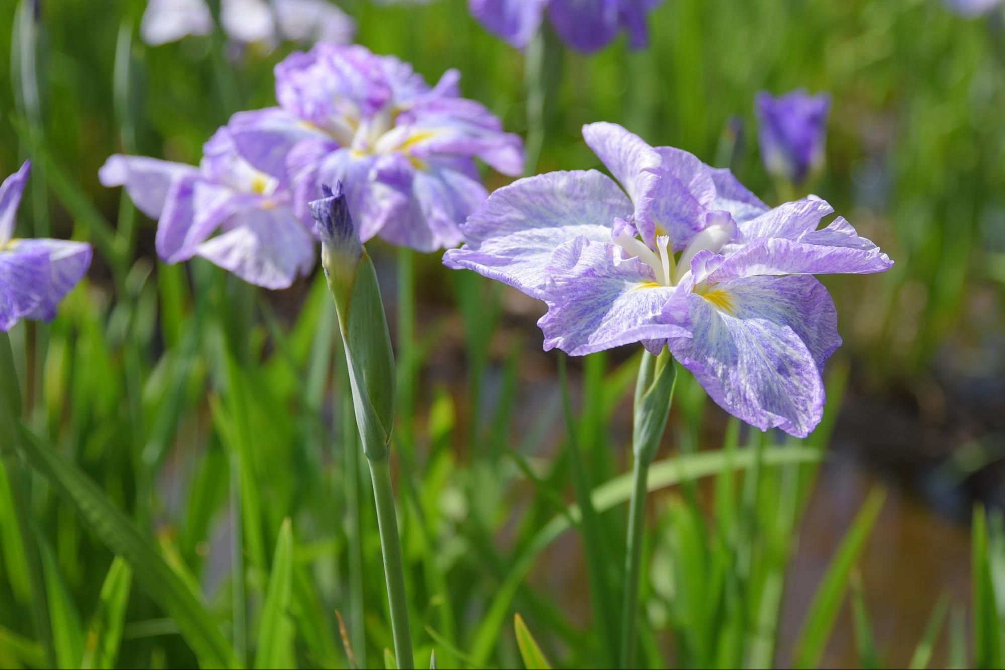 花しょうぶまつり