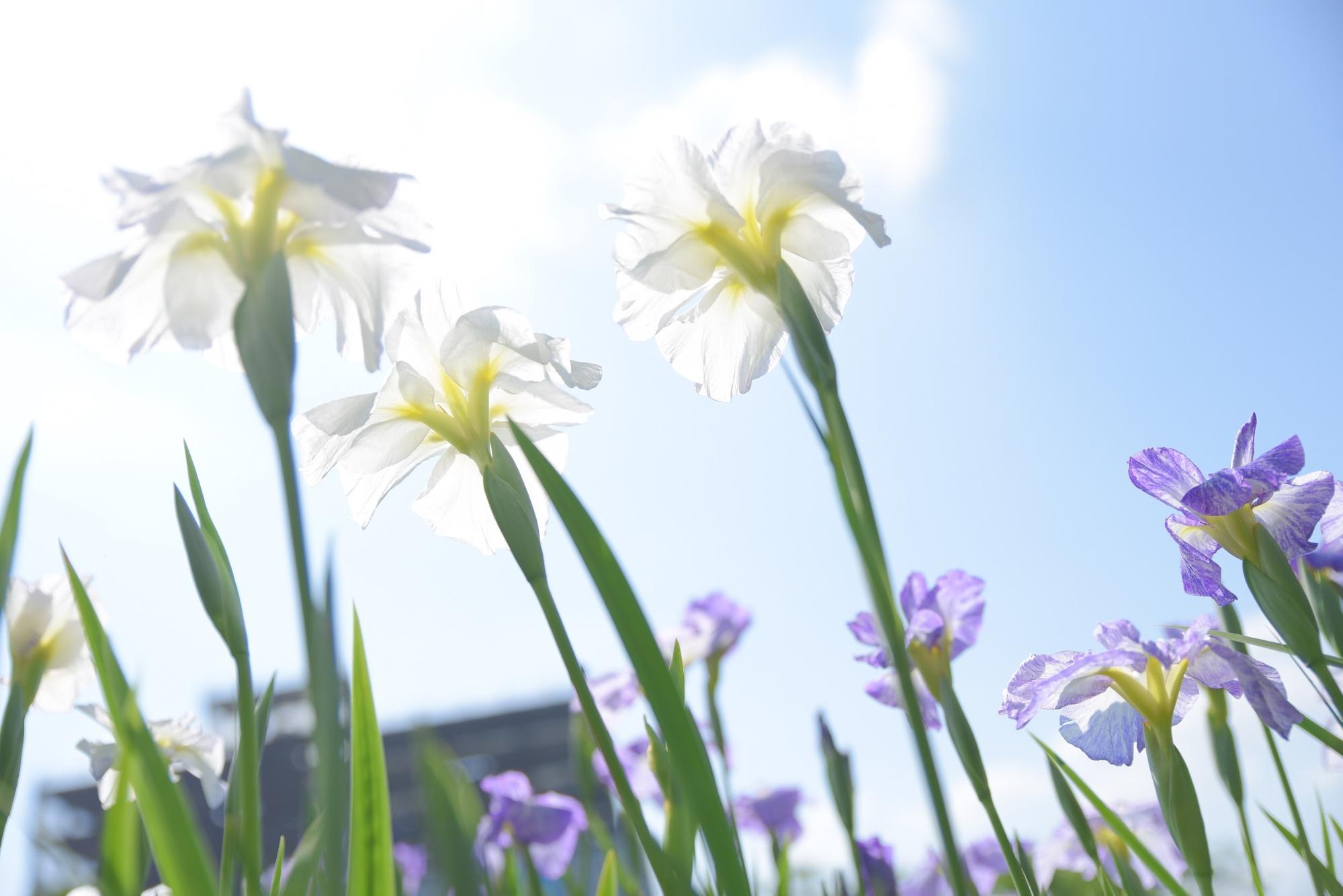 花しょうぶまつり