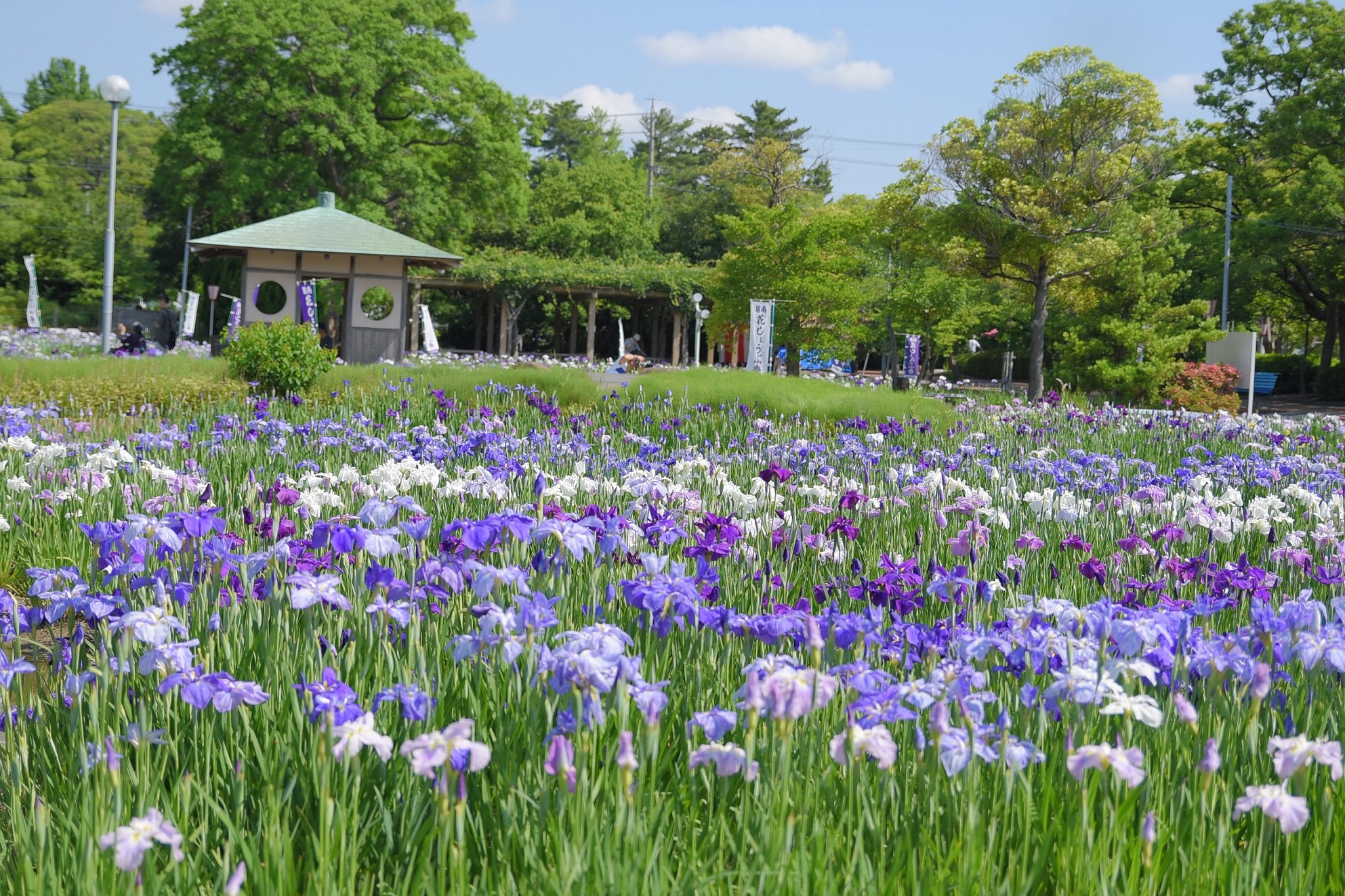 花しょうぶまつり