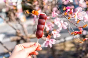 【2024年最新版】春はすぐそこ！梅の花が楽しめる東海エリアのおすすめスポット20選（愛知・岐阜・三重）