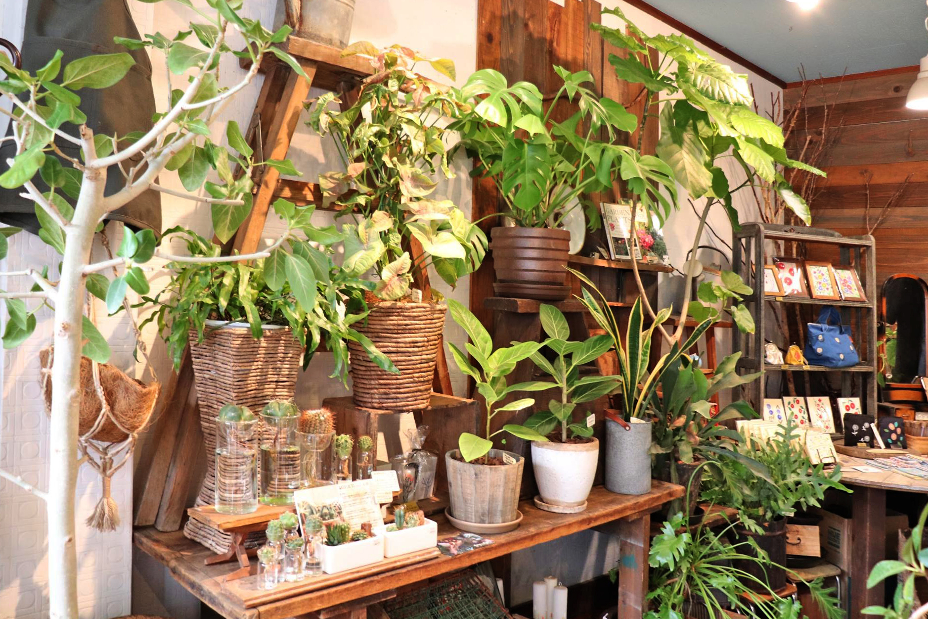 在有植物的空间里，可以邂逅漂亮的杂货和旧工具的“Kitowa (树和环) ”