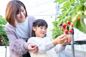 東海エリアのいちご狩りスポット10選