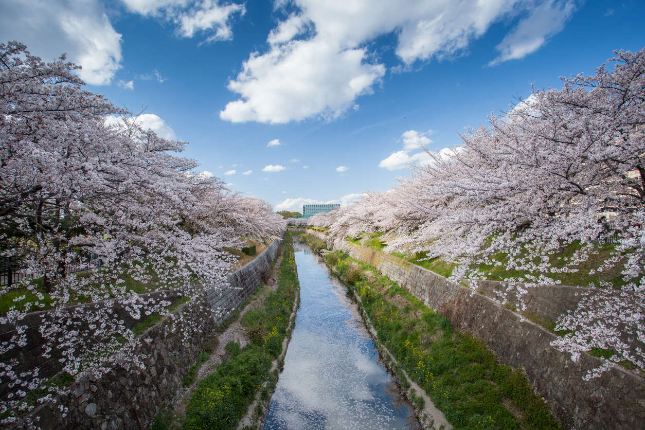 Many Sakura trees along the river in Yamazaki, Japan.