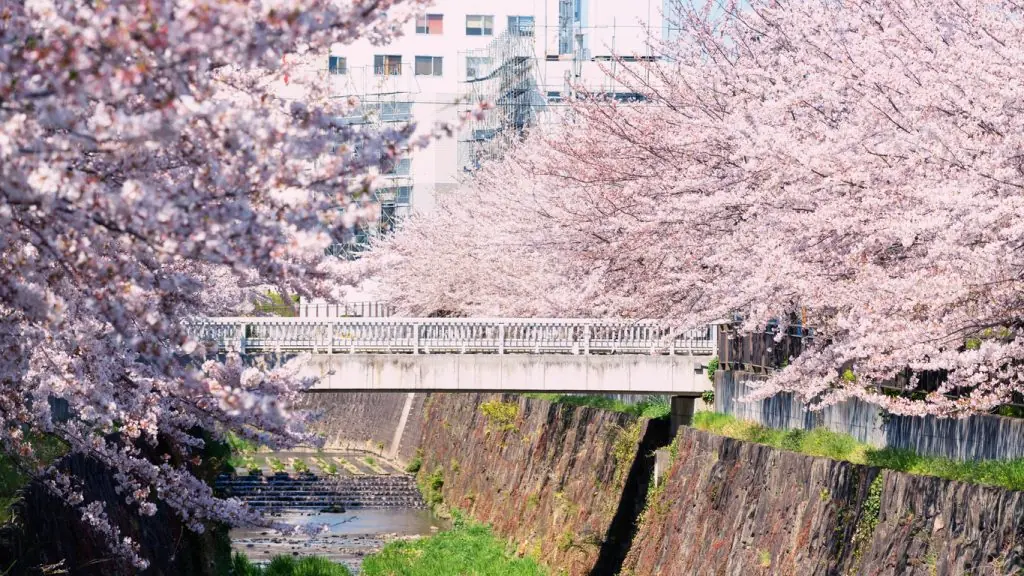 【2025年版】桜の季節が到来!東海エリアのお花見スポット(愛知・岐阜・三重)20選