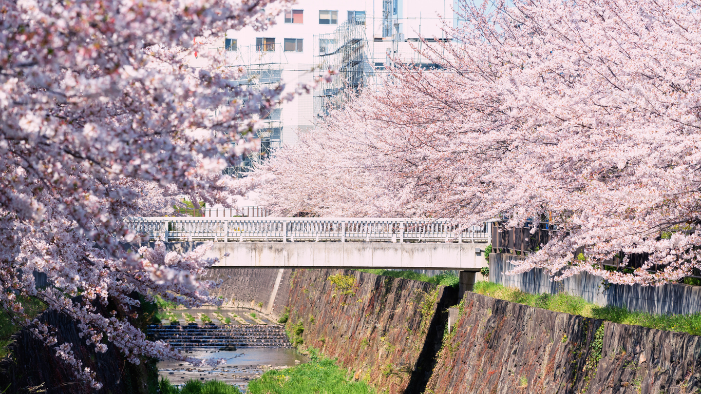 【2024年版】 樱花的季节到来!东海地区的赏樱景点 (爱知、岐阜、三重) 20选