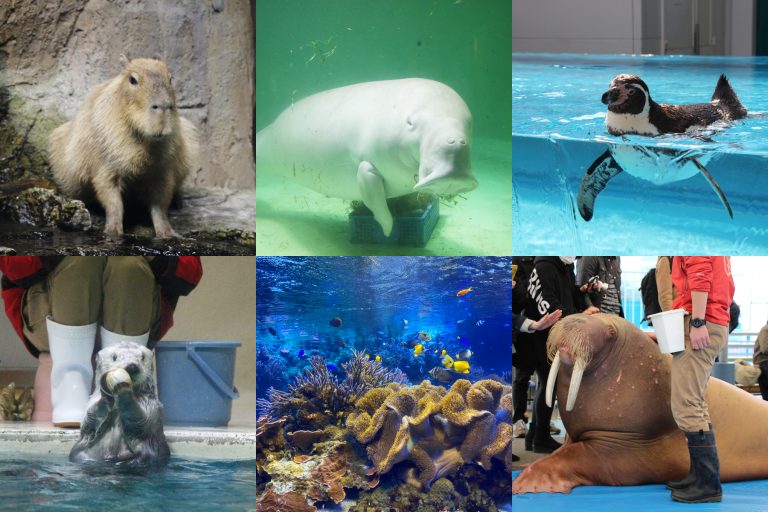 日本一の飼育種類数！鳥羽水族館の楽しみ方を徹底レポートします