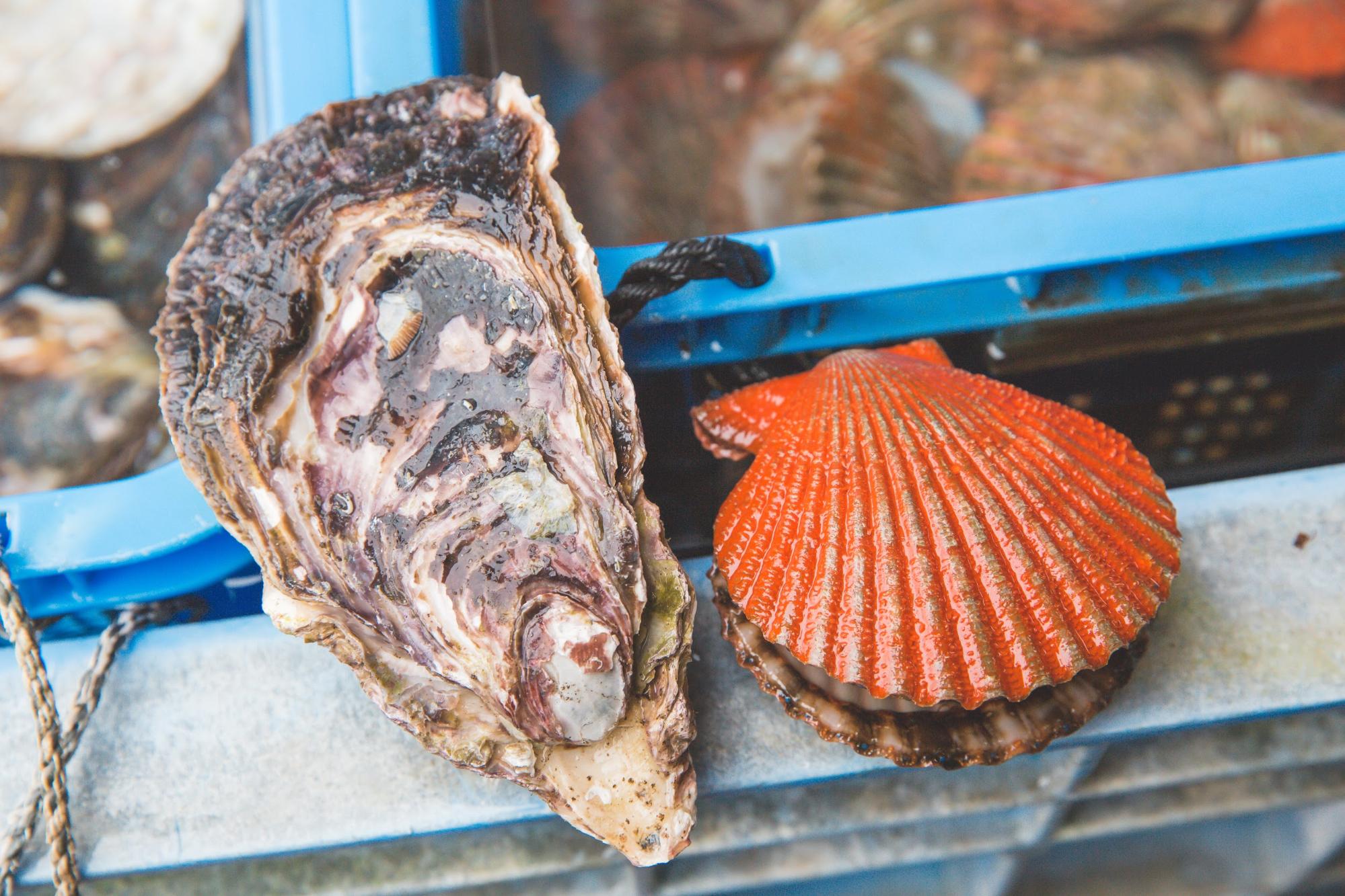 岩牡蠣とアッパッパ貝