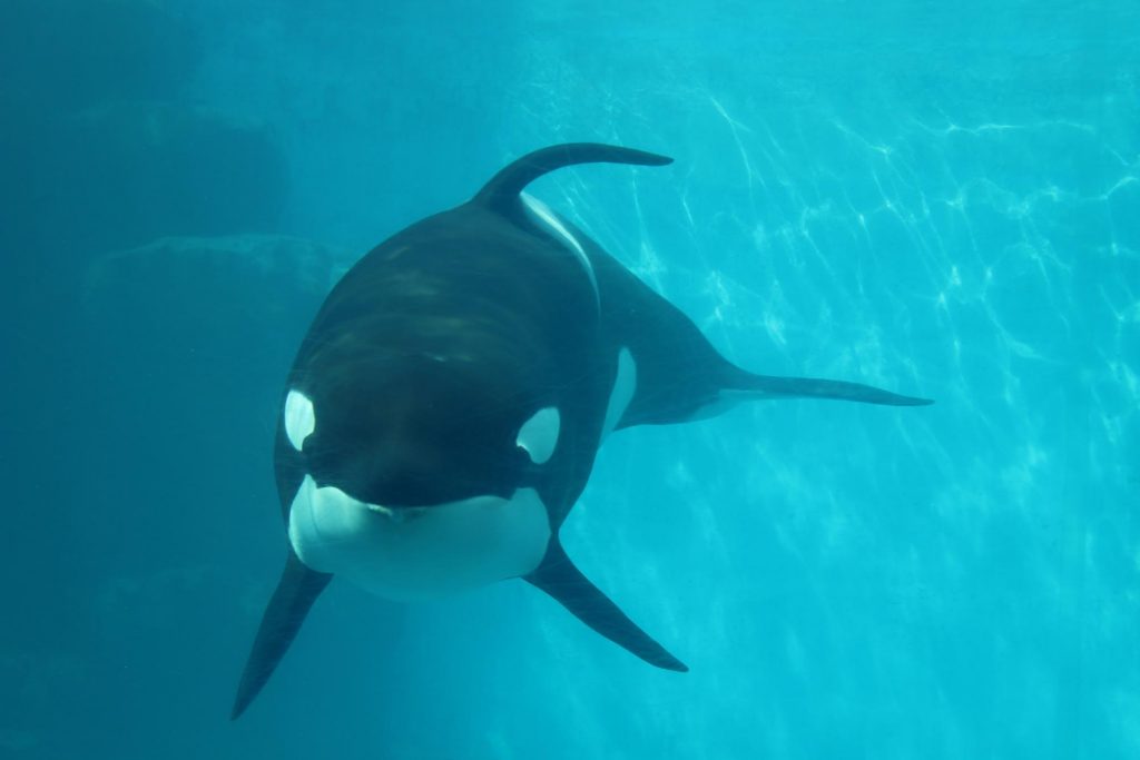 東海エリア(愛知・岐阜・三重)の水族館まとめ
