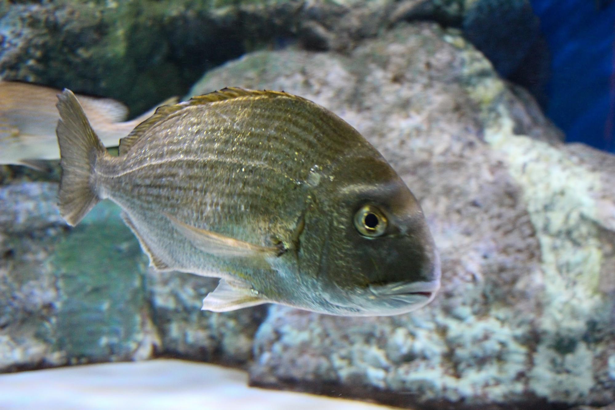 名古屋港水族館の楽しみ方を徹底レポート 約500種5万匹 世界中の海の仲間に出会える水族館 ライフデザインズ