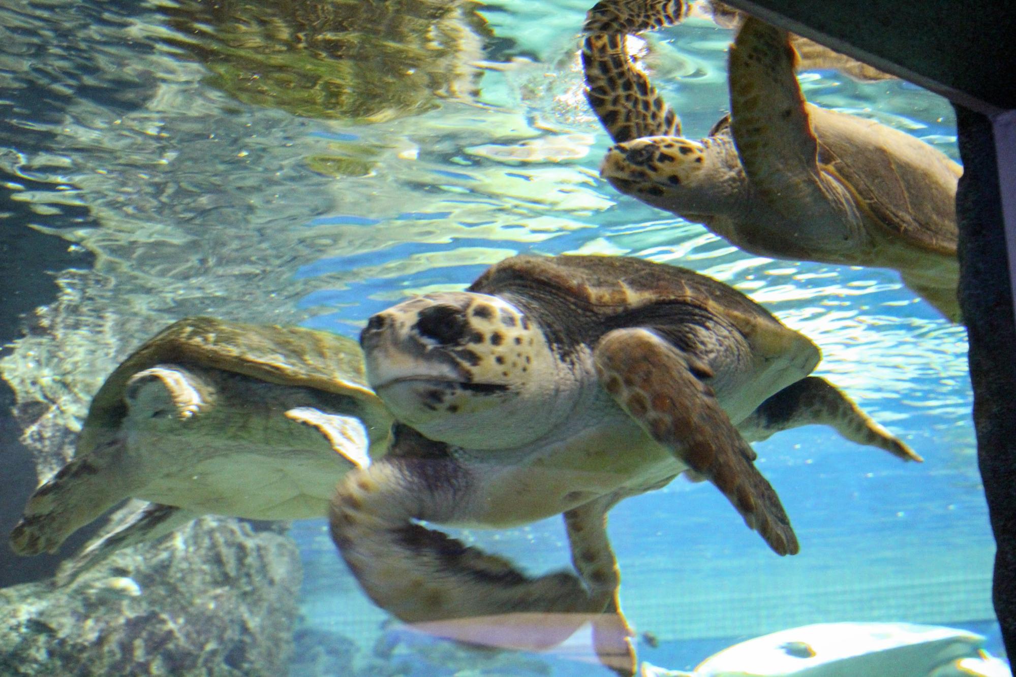 ウミガメ回遊水槽