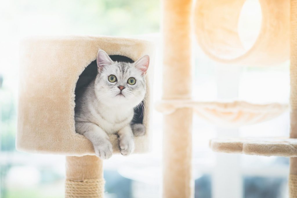 ねこと快適に暮らす、インテリアの10カ条(収納ラボ)