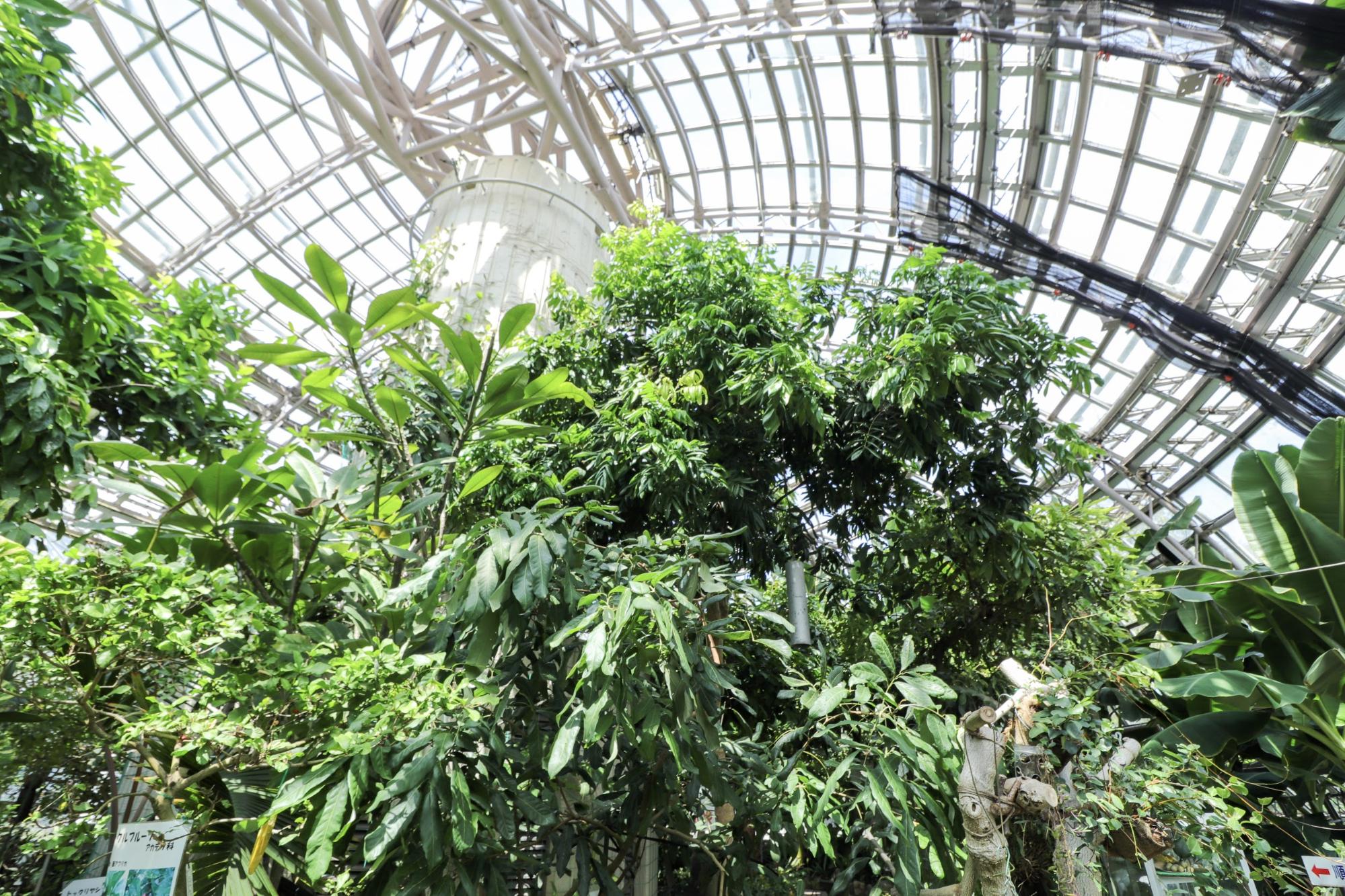 世界の熱帯果樹温室