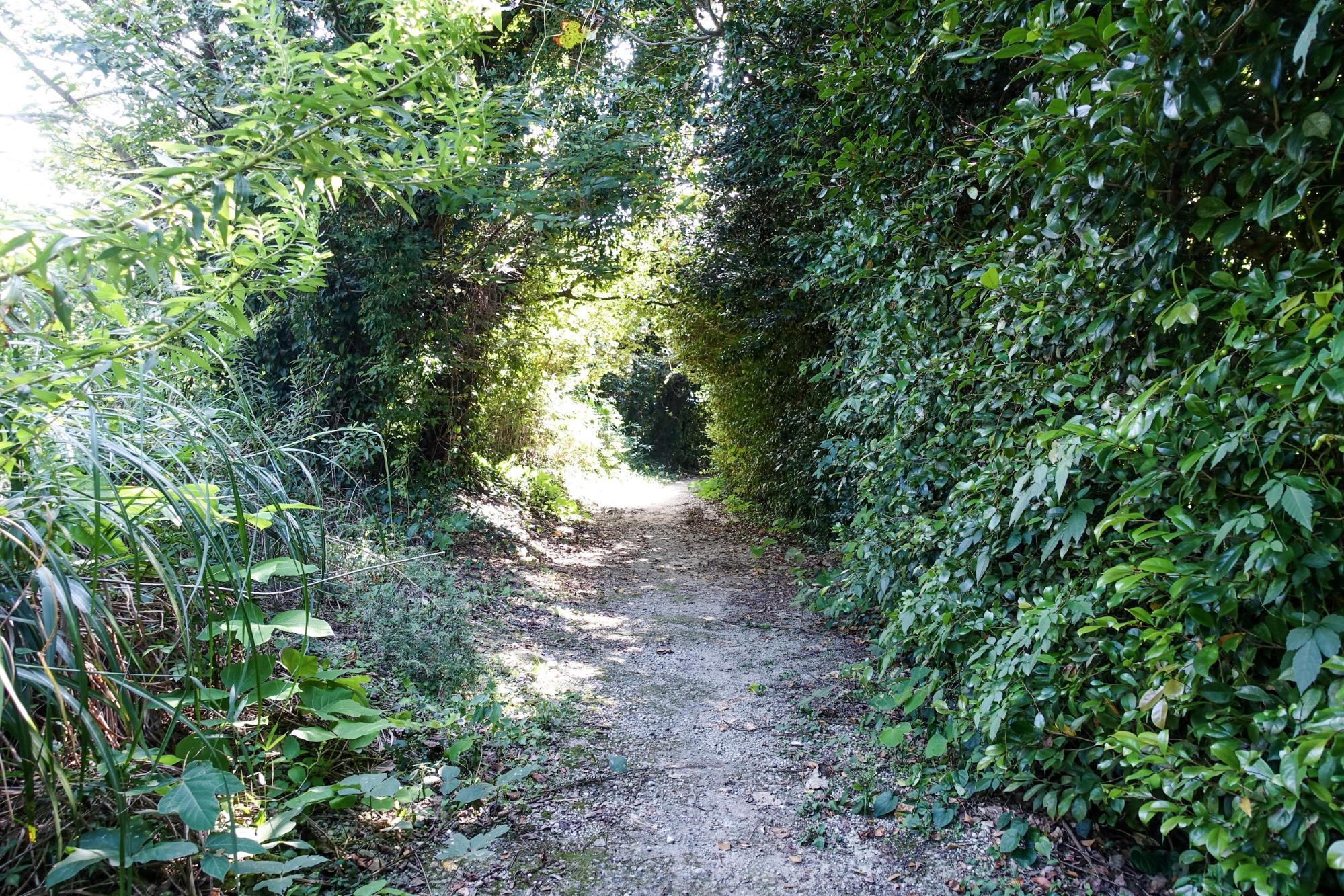 佐久島の秘密基地／アポロ