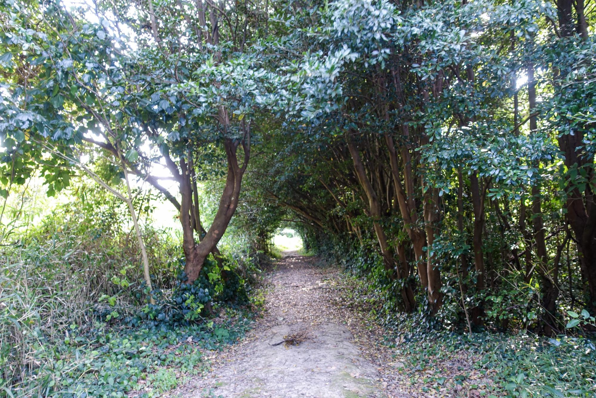 佐久島の秘密基地／アポロ