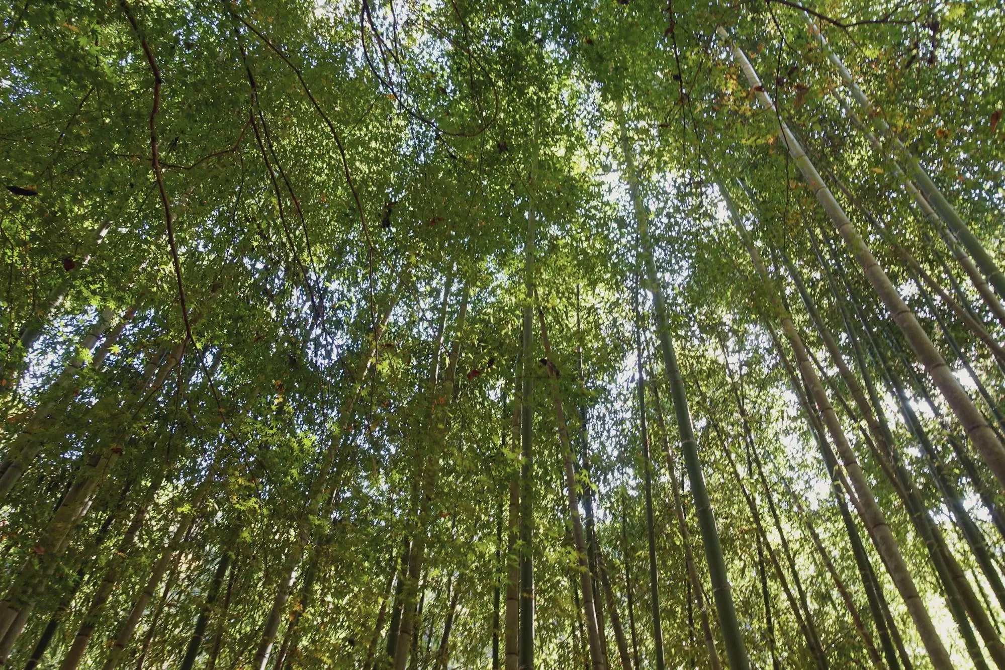 廃線唯一の竹林