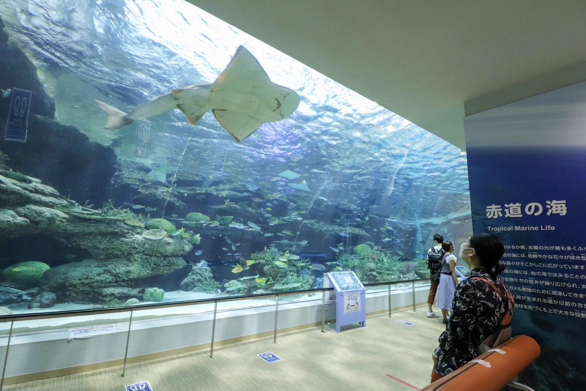 名古屋港水族館