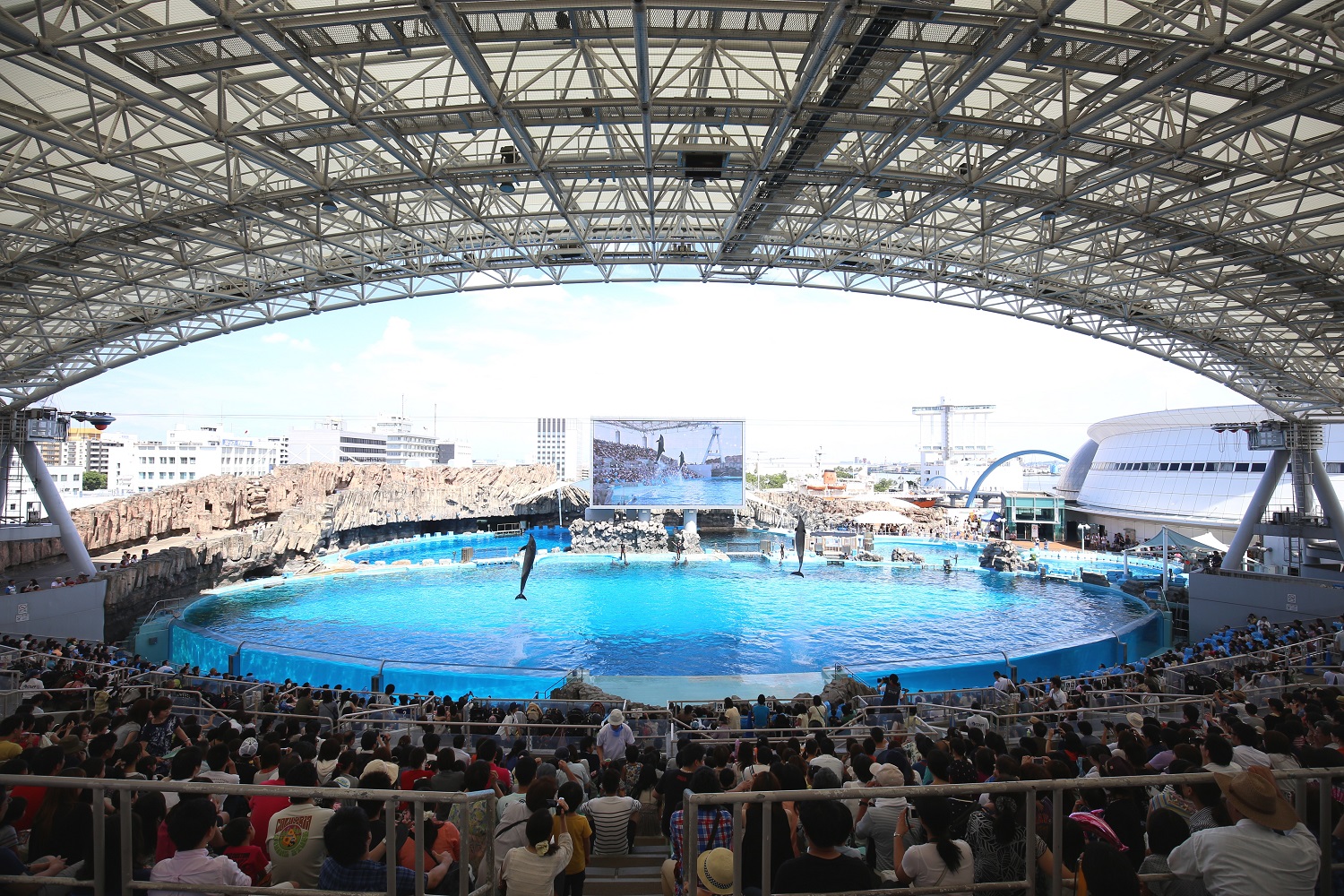 イルカのパフィーマンス（名古屋港水族館）