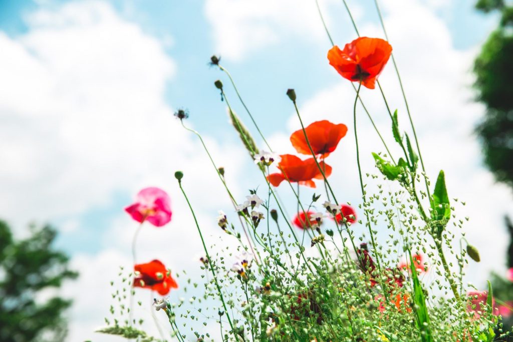 フォトグラファー直伝！iphoneで花を撮るコツ