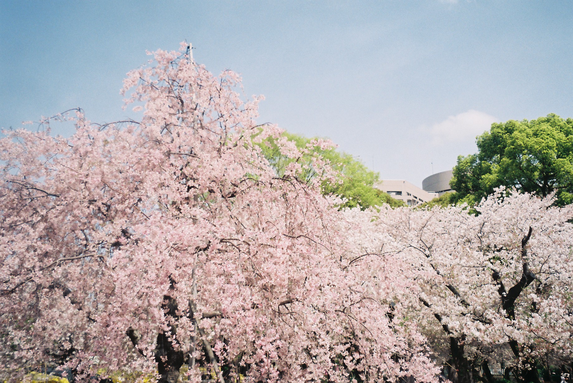 名古屋　フィルムカメラ