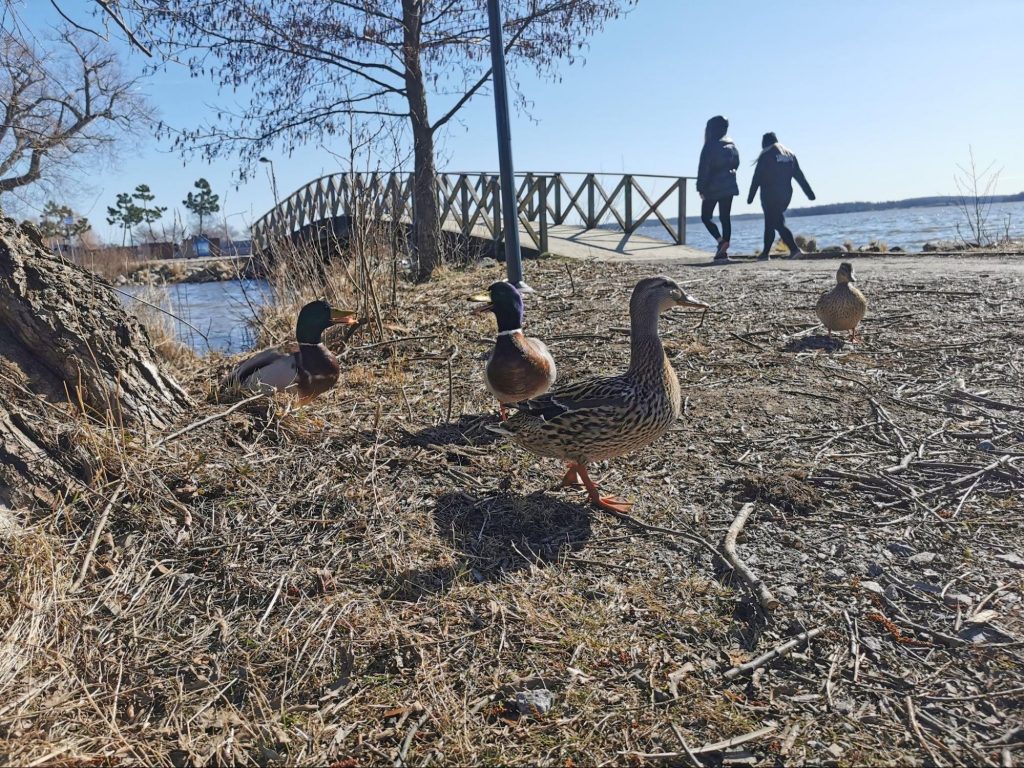 【スウェーデンの暮らし】スウェーデンの春の天候はジェットコースター
