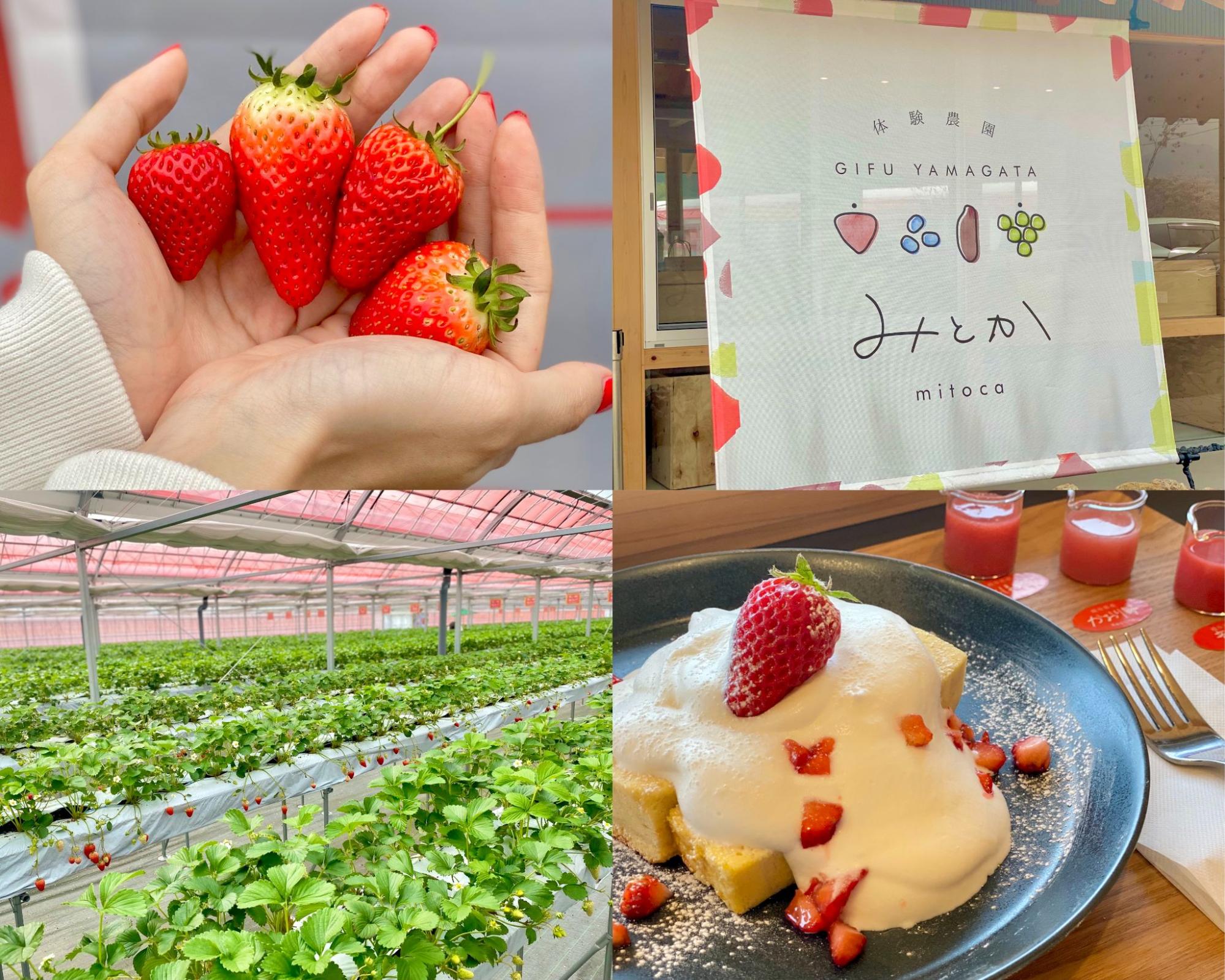 体験農園みとか 岐阜県山県市 旬なフルーツの収穫が体験できる ライフデザインズ