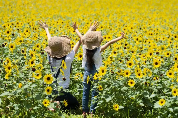 [2024 Edition] If you want to see sunflowers in the Tokai area, here are the 14 best sunflower fields!