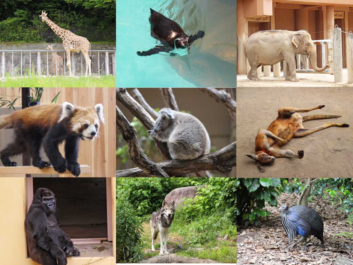 How to Enjoy Higashiyama Zoo and Botanical Gardens! Animal Paradise of 450 Species and more!